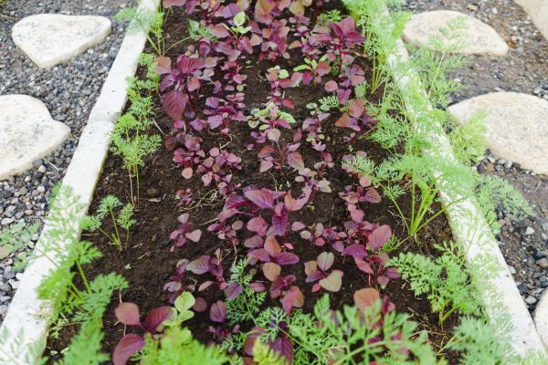 Hardscape Edging Installation Service